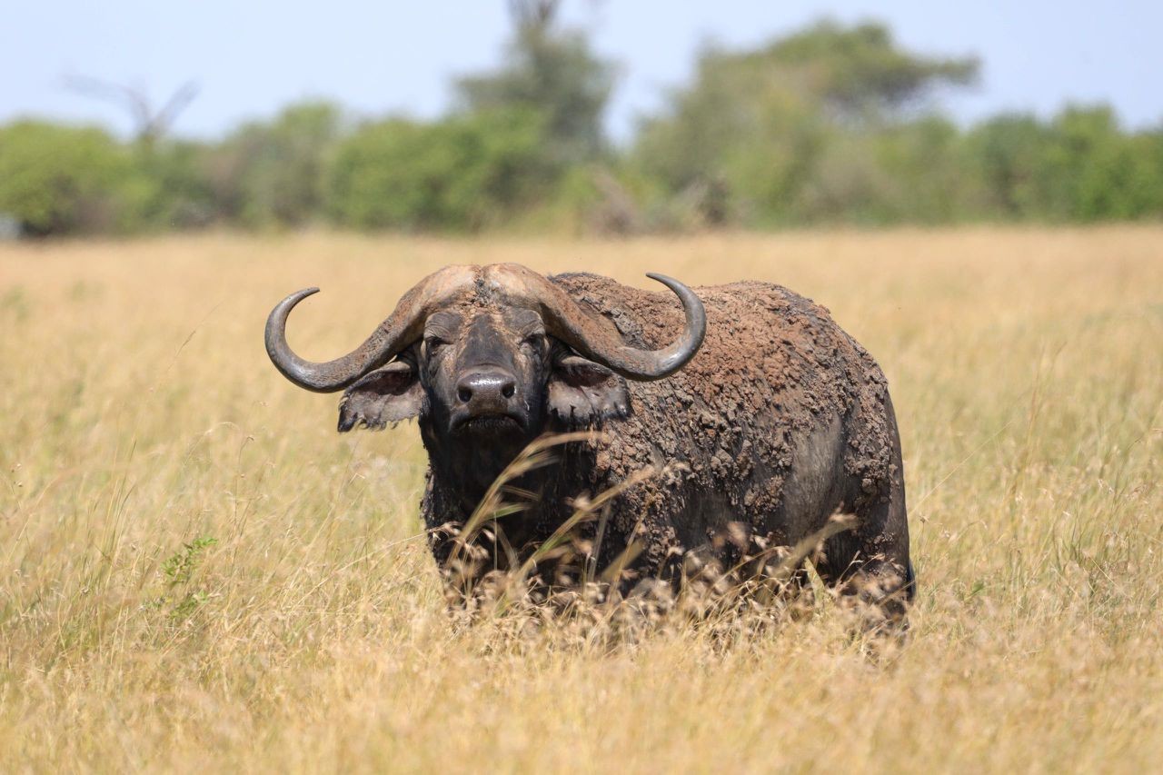 Tarangire National Park Tanzania